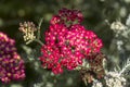 Achillea glaberrima red perennial plant used in landscape design Royalty Free Stock Photo