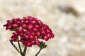 Achillea glaberrima red perennial plant used in landscape design Royalty Free Stock Photo