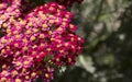 Achillea glaberrima red perennial plant used in landscape design Royalty Free Stock Photo