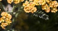 Achillea glaberrima yellow perennial plant used in landscape design Royalty Free Stock Photo
