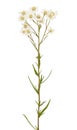 Achillea (Achillea macrocephala) flower