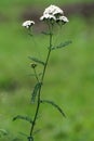 Achillea millefolium