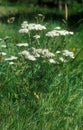 Achillea millefolium Royalty Free Stock Photo