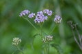 Achillea millefolium common yarrow flowers in bloom, beautiful wild flowering plant on the meadow Royalty Free Stock Photo