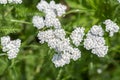 Achillea millefolium common yarrow flowers in bloom, beautiful wild flowering plant on the meadow Royalty Free Stock Photo