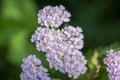 Achillea millefolium common yarrow flowers in bloom, beautiful wild flowering plant on the meadow Royalty Free Stock Photo