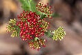 Achillea millefolium common yarrow flowers in bloom, beautiful wild flowering plant on the meadow Royalty Free Stock Photo