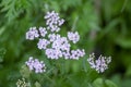 Achillea millefolium common yarrow flowers in bloom, beautiful wild flowering plant on the meadow Royalty Free Stock Photo