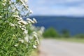 `Achillea Millefolium`, commonly known as `Common Yarrow`, a white herbaceous plant with many tiny blooming flowers Royalty Free Stock Photo