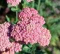 Achillea millefolium, commonly known as yarrow Royalty Free Stock Photo