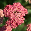 Achillea millefolium, commonly known as yarrow Royalty Free Stock Photo