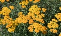 Achillea millefolium, commonly known as  yarrow or common yarrow, Royalty Free Stock Photo