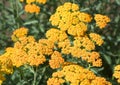 Achillea millefolium, commonly known as  yarrow or common yarrow, Royalty Free Stock Photo