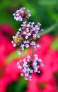 Achillea millefolium, commonly known as yarrow or common yarrow, Royalty Free Stock Photo