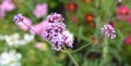 Achillea millefolium, commonly known as yarrow or common yarrow, Royalty Free Stock Photo