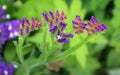 Achillea millefolium, commonly known as yarrow or common yarrow, Royalty Free Stock Photo