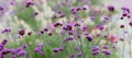 Achillea millefolium, commonly known as yarrow or common yarrow, Royalty Free Stock Photo