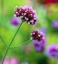 Achillea millefolium, commonly known as yarrow or common yarrow, Royalty Free Stock Photo