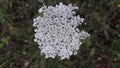 Achillea millefolium, commonly known as yarrow or common yarrow flower in Duboko village, near Uzice Royalty Free Stock Photo