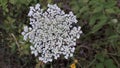 Achillea millefolium, commonly known as yarrow or common yarrow flower in Duboko village, near Uzice Royalty Free Stock Photo