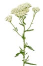 Achillea millefolium flower Royalty Free Stock Photo