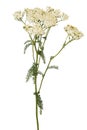 Achillea millefolium flower Royalty Free Stock Photo