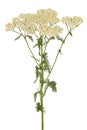 Achillea millefolium flower Royalty Free Stock Photo