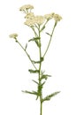 Achillea millefolium flower Royalty Free Stock Photo