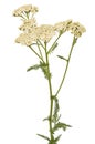 Achillea millefolium flower Royalty Free Stock Photo