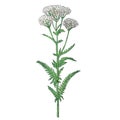 Achillea millefolium known as yarrow