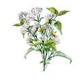Achillea millefolium, nettle, beggarticks watercolor illustration isolated on white background. Medicinal flowers