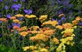 Meadow Flower Mix With Several Colors Of Flowers With Grass Blossom Blue Orange Yellow In June