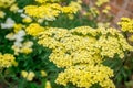 Achillea millefolium perennial flowering plant with bunch of small violet with blooming flowers