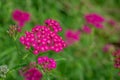 Achillea millefolium perennial flowering plant with bunch of small violet with blooming flowers