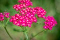 Achillea millefolium or Plumajillo or Herbal militaris or Gordaldo or Nosebleed plant or Old mans pepper or Devils nettle or