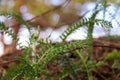 Achillea millefolium. White sea. Spring. Pine trees against the background of the sea and melting snow Royalty Free Stock Photo