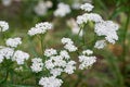 Achillea millefolium, yarrow, common yarrow flowers macro