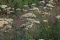 Achillea millefolium. Yarrow common. Flowers of a medicinal plant. Raw materials for the medical industry