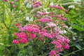 Achillea millefolium, yarrow or common yarrow, is a flowering plant in the family Asteraceae. Old man's Royalty Free Stock Photo