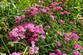 Achillea millefolium, yarrow or common yarrow, is a flowering plant in the family Asteraceae. Old man's Royalty Free Stock Photo