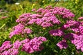 Achillea millefolium, yarrow or common yarrow, is a flowering plant in the family Asteraceae. Old man's Royalty Free Stock Photo
