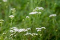 Achillea millefolium, yarrow, common yarrow flowers macro