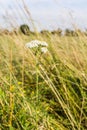 Achillea millefolium, yarrow, common yarrow.