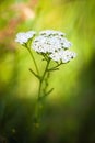 Achillea millefolium (yarrow) white wild flower Royalty Free Stock Photo