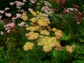 Achillea millefolium, Yarrow in yellowish tones