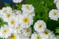 Achillea ptarmica, the sneezewort, sneezeweed, bastard pellitory, European pellitory, fair-maid-of-France, goose tongue, wild