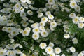 Achillea ptarmica, the sneezewort, sneezeweed, bastard pellitory, European pellitory, fair-maid-of-France, goose tongue, wild