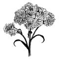 Achillea Ptarmica Variation the Pearl vintage illustration