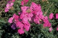 ACHILLEE MILLEFEUILLE achillea millefolium