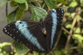 Achilles Morpho, Blue-banded Morpho butterfly